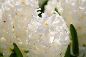 Schöne weiße Blumen. Nahaufnahme