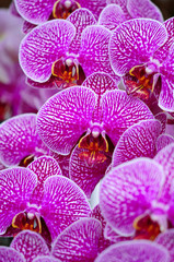 Orchidee
