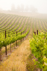 Beautiful Lush Grape Vineyard