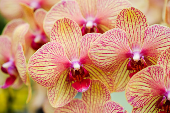 Fototapeta Zarte Schönheit