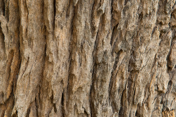 texture of tree