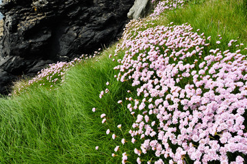 Obraz premium Pink Flowers lead to the Cliff Face