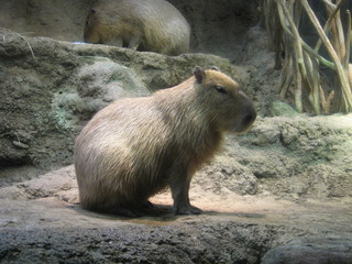 20100517_カピバラ