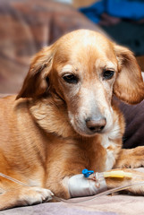dog lying on bed with cannula in vein taking infusion