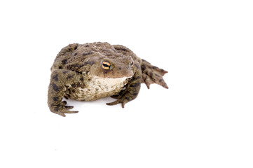 Toad