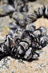 Lines of Mussells