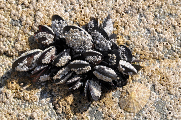 Mussells on the Rocks