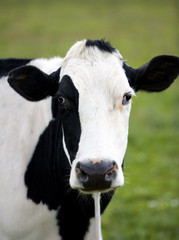 Obraz na płótnie Canvas Dutch cow
