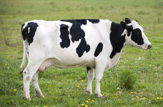 Dutch cow