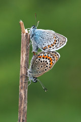 silver-studded blue / Plebejus argus