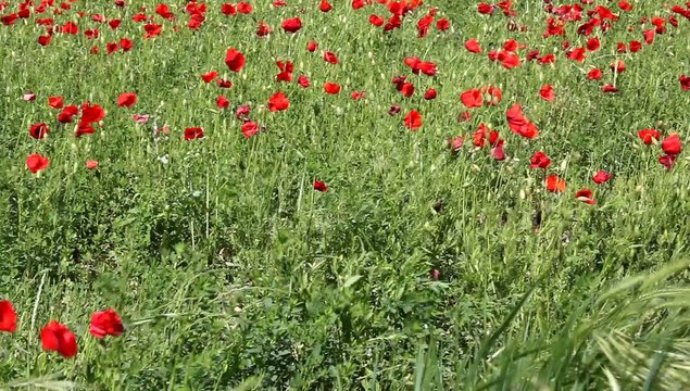Champ de coquelicots dans le vent