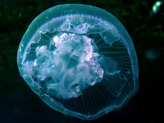 Moon Jellyfish