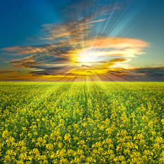 Beautiful colza field in France during a sunset