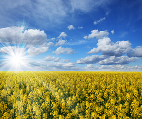 Beautiful colza field in France during a sunset