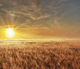 Beautiful sunset over a wheat field in France