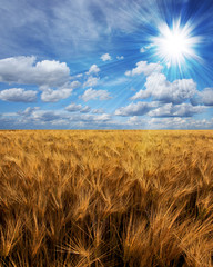 Beautiful sunset over a wheat field in France