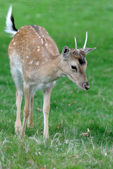 Richmond Fallow Deer-4