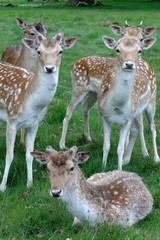 Richmond Fallow Deer-14