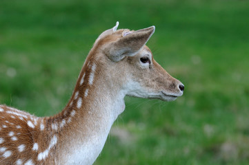 Richmond Fallow Deer-11