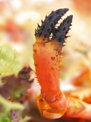 grilled lobster claw