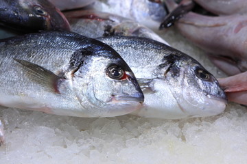 The sardine on market