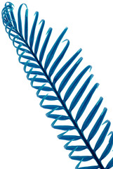 Fototapeta premium palme bleue de sagoutier, fond blanc