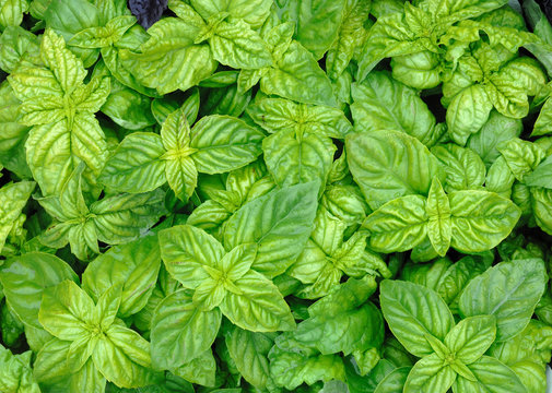 basilic &agrave; feuilles de laitue