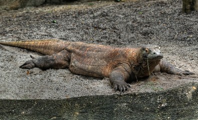 Komodo Dragon