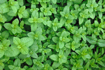 menthe marocaine
