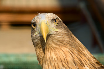 Eagle portrait