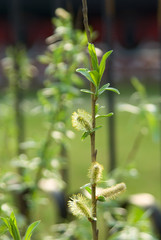 Willow branchlet