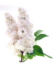 white lilac isolated on white background