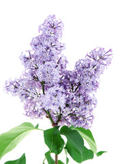 purple lilac isolated on white background