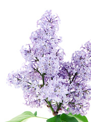 lilac flower isolated on white background