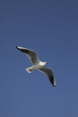 Fototapeta na wymiar Biała mewa niebo i jasne pogoda do latania w pozycji pionowej