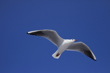 晴天の空と白いカモメが飛ぶ