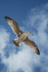 Sturmmöwe im Flug