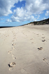 Spuren im Sand