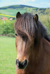 Obraz premium Braunes Islandpferd auf der Koppel,Kopfbild