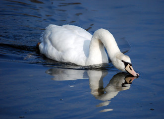 Schwan