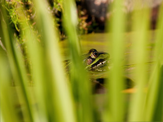 Green frog behind rush