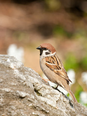 Eurasian Tree Sparrow