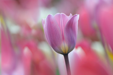 Schöne, einzelne Tulpe vor harmonisch, farbigem Hintergrund