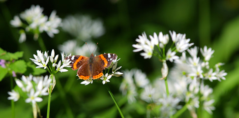 Red admiral butterfly vanessa atalanta in the forest