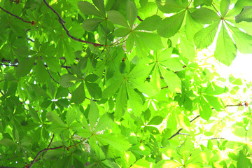 Fototapeta na wymiar Chestnut foliage