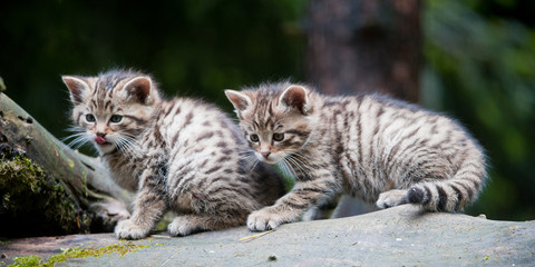 Naklejka na ściany i meble cute wildcat babies