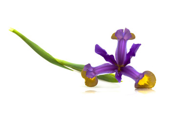 Purple Iris Flower (Iris Versicolor)