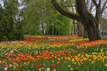 Tulpenwiese im Frühling gesäumt von mächtigen Bäumen
