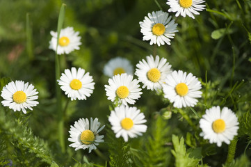 Gänseblümchen