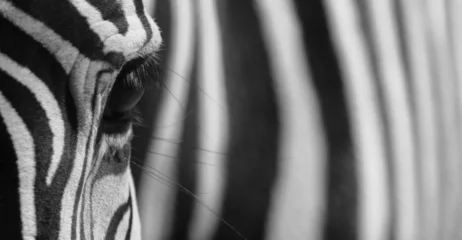 Afwasbaar Fotobehang Zebra zebra